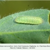 plebejus maracandicus larva chervlenye buruny 1
